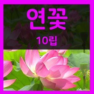 연꽃씨 10립 연꽃 씨앗 수련 꽃 씨 종자 파종 키우기, 1개