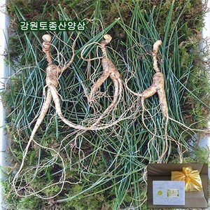 하주니 산양산삼 10년근 강원청정삼 산양삼 장뇌삼 장뇌산삼 야생 산삼 황절삼 무농약 자연산 면역력 명절 설 추석 선물세트 부모님 건강 명품 선물, 1세트, 1_산양산삼 10년근 3뿌리