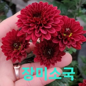 [비젼플라워] (야생화놀이터)-야생화-노지월동-국화-장미소국, 1개