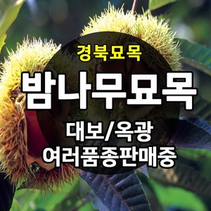 [경북농원] 밤나무묘목(옥광밤/대보밤/삼조생밤/포르단/황율밤) 접목묘, 대보밤 접목  상묘, 1개