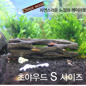 세틀 초야우드, 1개