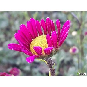 [평창]분홍구절초(꽃여울), 3개
