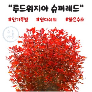 <수초마을> 강렬한 붉은수초 루드위지아 슈퍼레드 10줄기 초보수초 후경수초 구피 새우 은신처, 1개