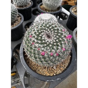 옥옹선인장 옥옹 애기고추선인장 옥옹(Mammillaria hahniana) 선인장 맘말마리아 선인장키우기 러브피오니다육 샬롬다육 일산다육, 1개