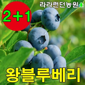 블루베리 묘목 2-3년생 나무 재배 키우기, 1개