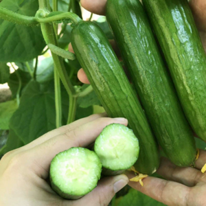 [산지직송] 아삭아삭 맛있는 스낵오이 미니오이, 1개, 500g