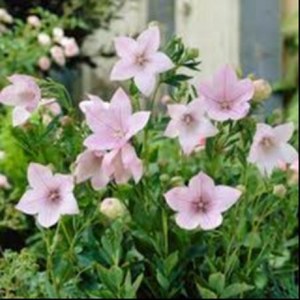 키작은꽃도라지 핑크 노지월동다년초 3개묶음 야생종 식용가능 규격10cm화분묘 꽃심야생화, 3개