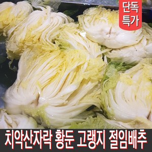 [MD추천] 직접 재배하고 절인 강원도절임배추 고랭지배추 김장배추 20kg 출고일선택, 12월 12일출발 13일도착