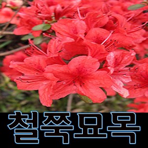 순희농장 철쭉나무(빨강 분홍 흰색) 묘목 30cm 5개묶음 18cm 10개묶음, 철쭉(30cm)빨강, 15개