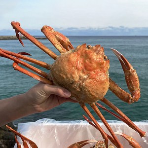 선주직송 택배비+찜비 무료 S급 후포리 자연산 박달 홍게, 소 - 프리미엄홍게 2kg 8미 내외, 1개