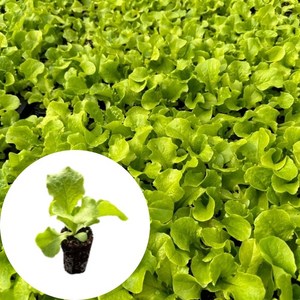 새마을총각 청상추모종 쌈채소 모종, 2개