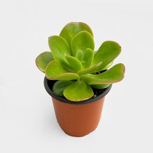 마이플랜트 홍매화 소형 다육식물, 5.옐로우, 1개, 단일