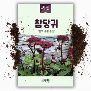 씨앗팜 참당귀씨앗 1g, 1개