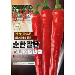 농우 순한칼탄 고추씨앗 1200립 순한맛 고추종자 극대과 복합내병계 +칼슘제셋트, 3개