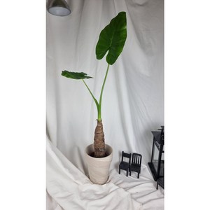 서비내 알로카시아 alocasia 인테리어 플랜테리어 반려식물 공기정화식물, 1개