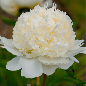 작약 - 브라이덜 샤워 Paeonia Bidal Showe (신품종 유럽작약 / 겹꽃 / 노지월동 / 야생화 /포트묘/함박꽃), 1개