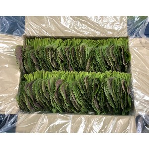 <GAP인증>500g 1kg 직접재배 당일수확 밀양깻잎, 500g, 1박스