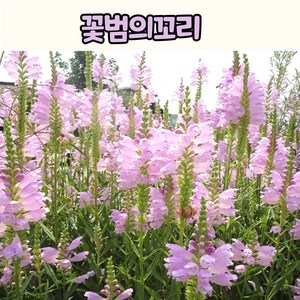 백화등 3치포트 흰색꽃 덩굴식물 야생화 노지월동 꽃 모종, 단품, 1개