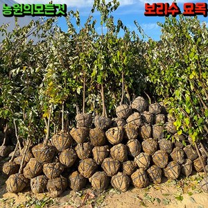 왕 보리수나무 묘목 3년생 결실주 과실수, 1개