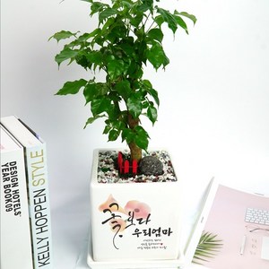 [캘리그라피 메세지화분-중형 정사각] 꽃보다 OOO, 녹보수(해피트리), 1개