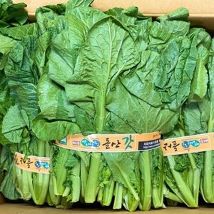 당일수확 명품 여수 돌산갓 생갓, 1박스, 돌산갓 5kg