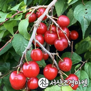 이스라지(산앵두)나무 5치포트 개화주 묘목 서산조경마켓, 1개