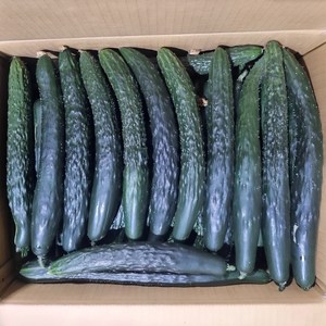 클릭마켓 국내산 가시오이 10kg 못난이 청오이, 1개