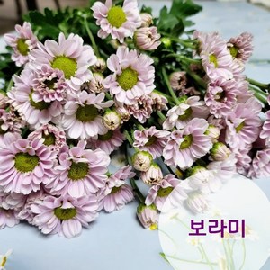 소국 한단 생화 꽃배달싼곳 흰색 핑크 노랑 소국꽃다발 꽃메일 생화택배, 보라 (보라미), 1개