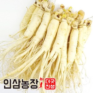 인삼 수삼 금산인삼 세척 원수삼 더굿진생, 1개, 세척인삼650g(13~16뿌리)