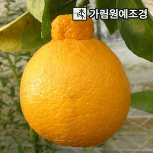 귤나무 결실주 유실수 가림원예조경, 한라봉 7치화분 결실주, 1개