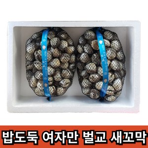 밥도독 여자만 벌교 새꼬막, 1개, 왕대10kg