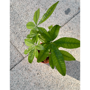 미니정글 공기정화식물 파키라!, 식물만, 1개