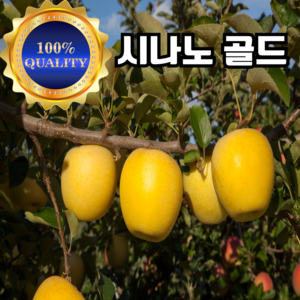 [산지직송] 16bix 꿀맛 시나노 골드 사과 가정용 선물용 소과 중과 3kg 5kg, 1개, 가정용 중과 5Kg(17-22과)