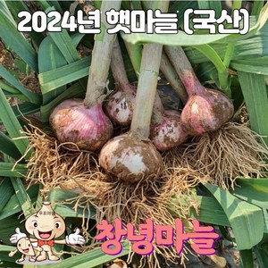 24년 국산 창녕 햇마늘 직접재배 대서마늘 저장 장아찌 통마늘 상 중 하 5kg, 상5kg, 1개