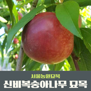 서울농원묘목/신비(천도)복숭아나무 결실주 분묘, 1개