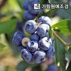 블루베리 묘목 듀크 4년생 결실주 가림원예조경, 20개