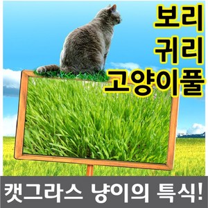 캣그라스 새싹 귀리 보리 씨앗, 1개