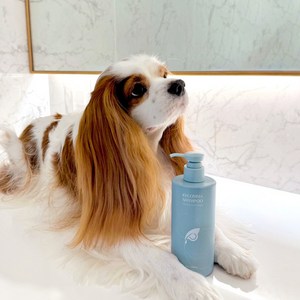 강아지 샴푸 올인원 얼굴 발 비듬 각질 습진 아토피 저자극 천연 세정 보습 케어 아이오콤마 PDRN, 1개, 290ml