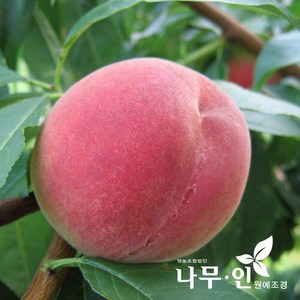 [나무인] 백도복숭아 경봉품종 결실주 R4, 1개