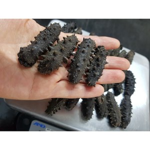 23년 자숙해삼 500g (중사이즈 30미내외), 1개, 중사이즈 500g(30미 내외)