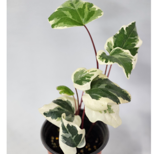 머랭아이비 - 희귀아이비 공기정화식물 예쁜아이비 특이아이비, 1개