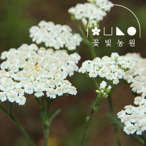 [10포트] 꽃빛농원 톱풀 야로우 꽃색상랜덤 꽃 모종, 3치포트(10개), 10개