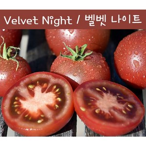 Velvet Night 벨벳나이트 희귀토마토 씨앗 교육 체험용