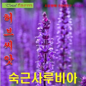 [팝플라워 허브씨앗] 숙근사루비아 30립, 1개