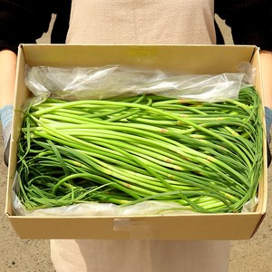 더옹달샘 국산 야들야들한 햇 마늘쫑 2kg 마늘종, 1개