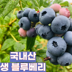 [제철365] 국내산 생 블루베리 특 왕특, 1박스, 300g (왕특)