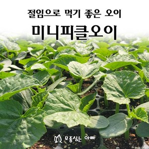 [모종심는아빠] 절임용으로 먹기 좋은 미니피클오이(트레이), 모종5개, 1개