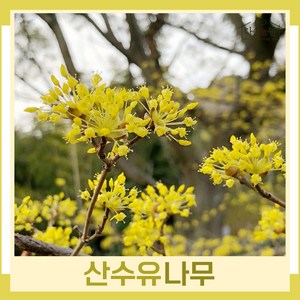 산수유나무 묘목 R3cm 개화주(분) 1개