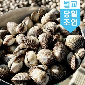 벌교 꼬막 새꼬막 10kg 당일조업 어민살리기 프로젝트 산지직송 소 중 대 특대, 새꼬막(대)_10kg, 1개