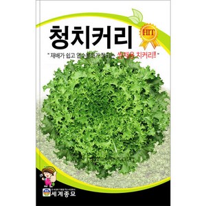 청 치커리 씨앗 채소 종자 야채 쌈채소 씨 2000알, 1개